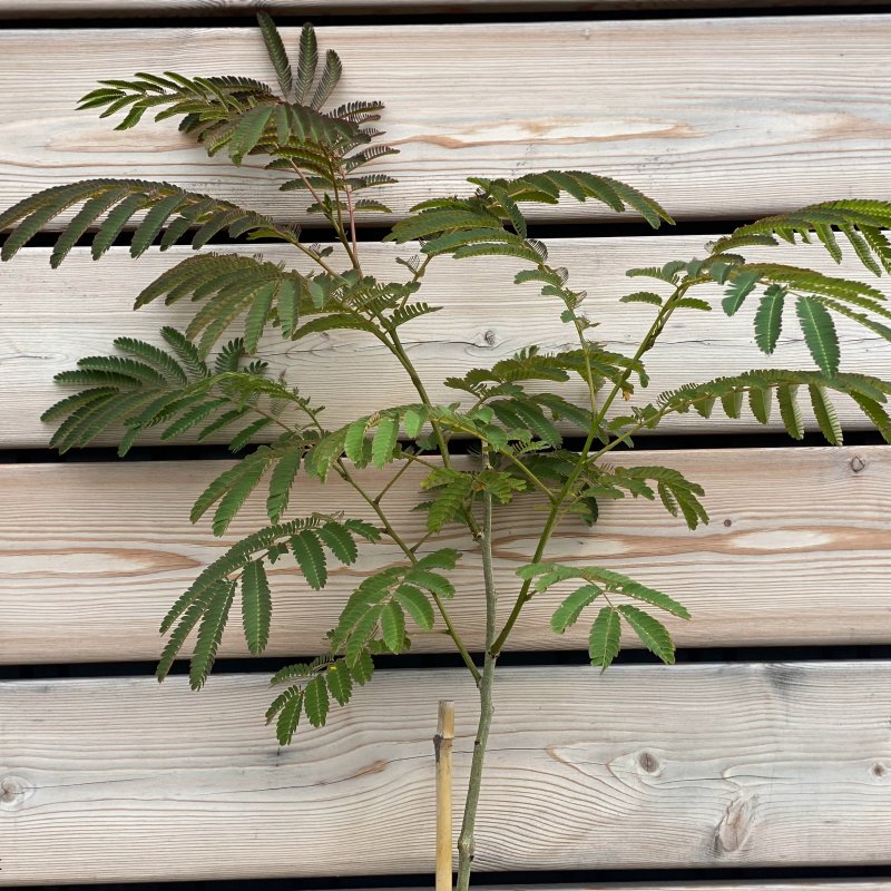 Albizia Julibrissin, Albízia ružová ´OMBRELLA BOUBRI ®´, kont. C5L, výška: 120-140 cm (-21°C)